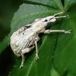 ヒメシロコブゾウムシ の高画質写真です。横浜市で、2025年5月12日に撮影したものです。