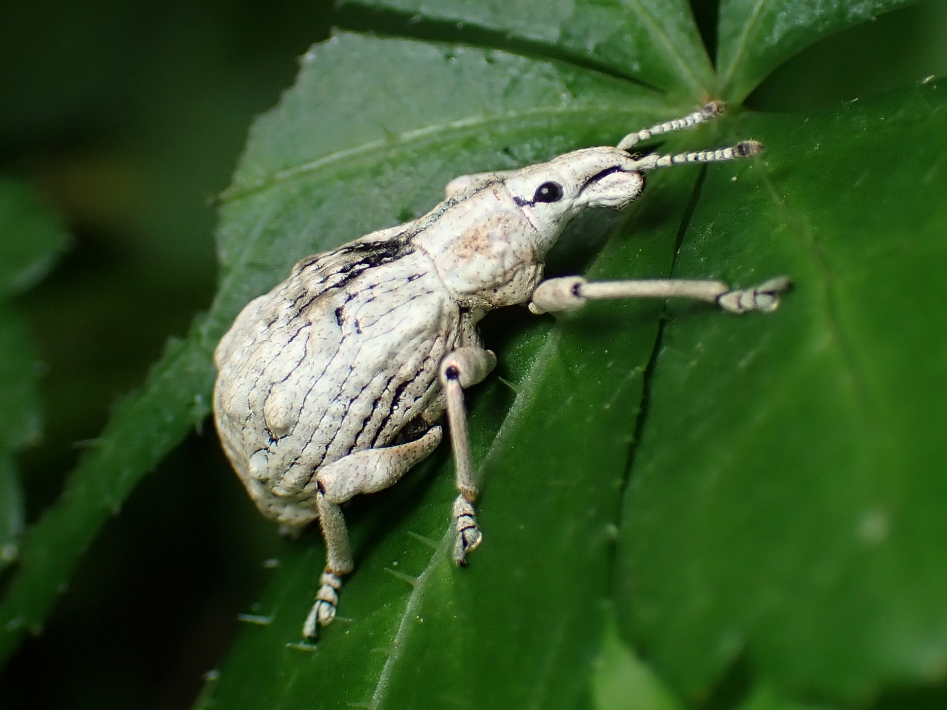 ヒメシロコブゾウムシ の高画質写真です。横浜市で、2025年5月12日に撮影したものです。