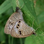 ヒメウラナミジャノメ の高画質写真です。横浜市で、2025年5月7日に撮影したものです。