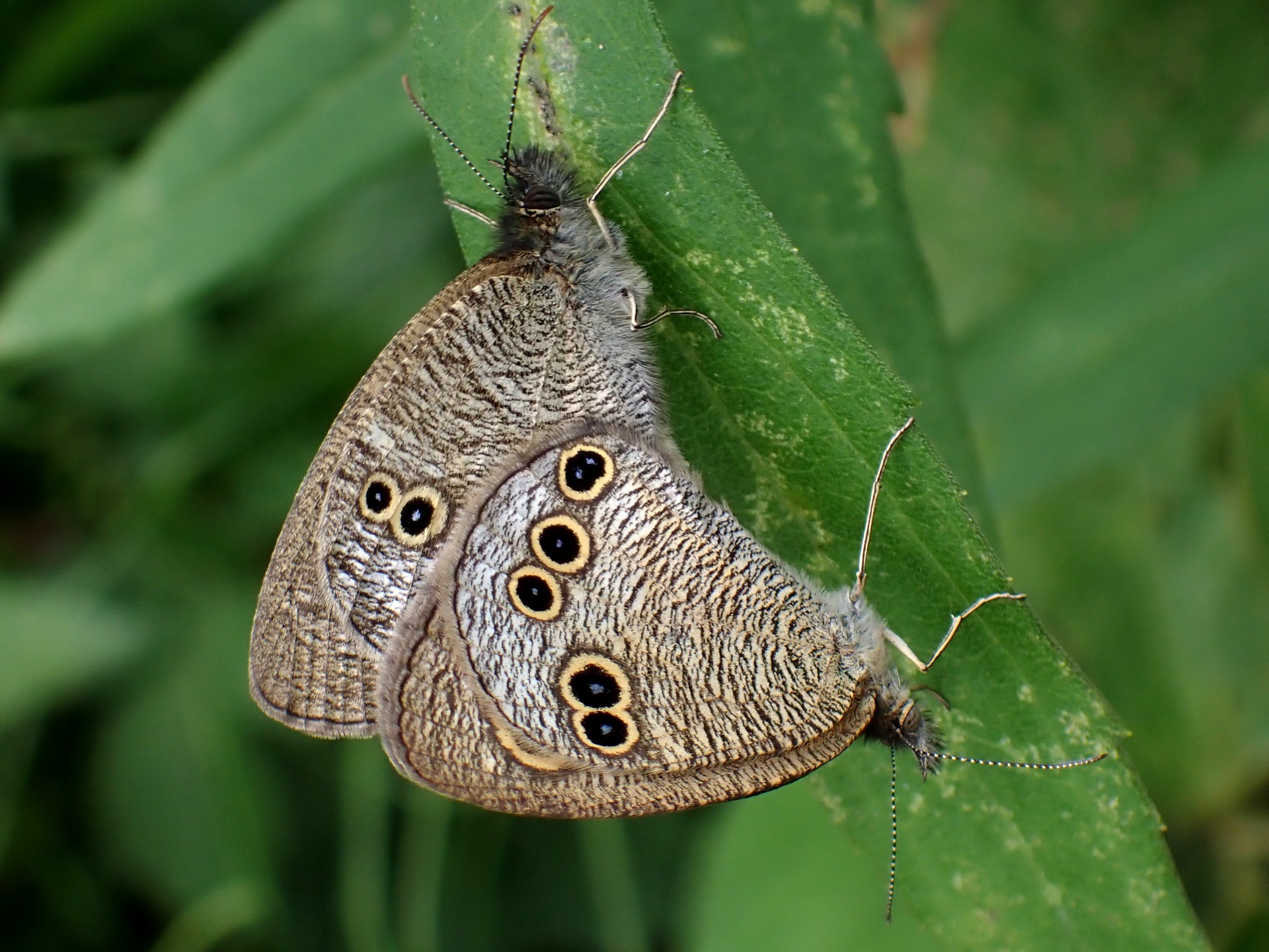 ヒメウラナミジャノメ の高画質写真です。横浜市で、2025年5月7日に撮影したものです。