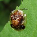 イチモンジカメノコハムシ の写真です。横浜市で、2025年5月11日に撮影したものです。