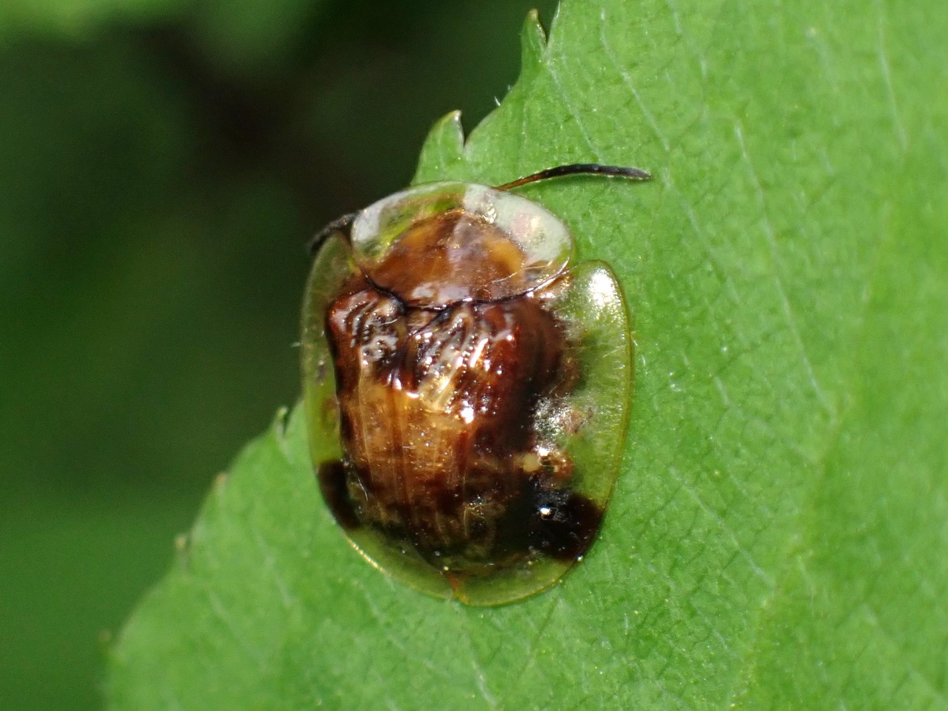 イチモンジカメノコハムシ の写真です。横浜市で、2025年5月11日に撮影したものです。