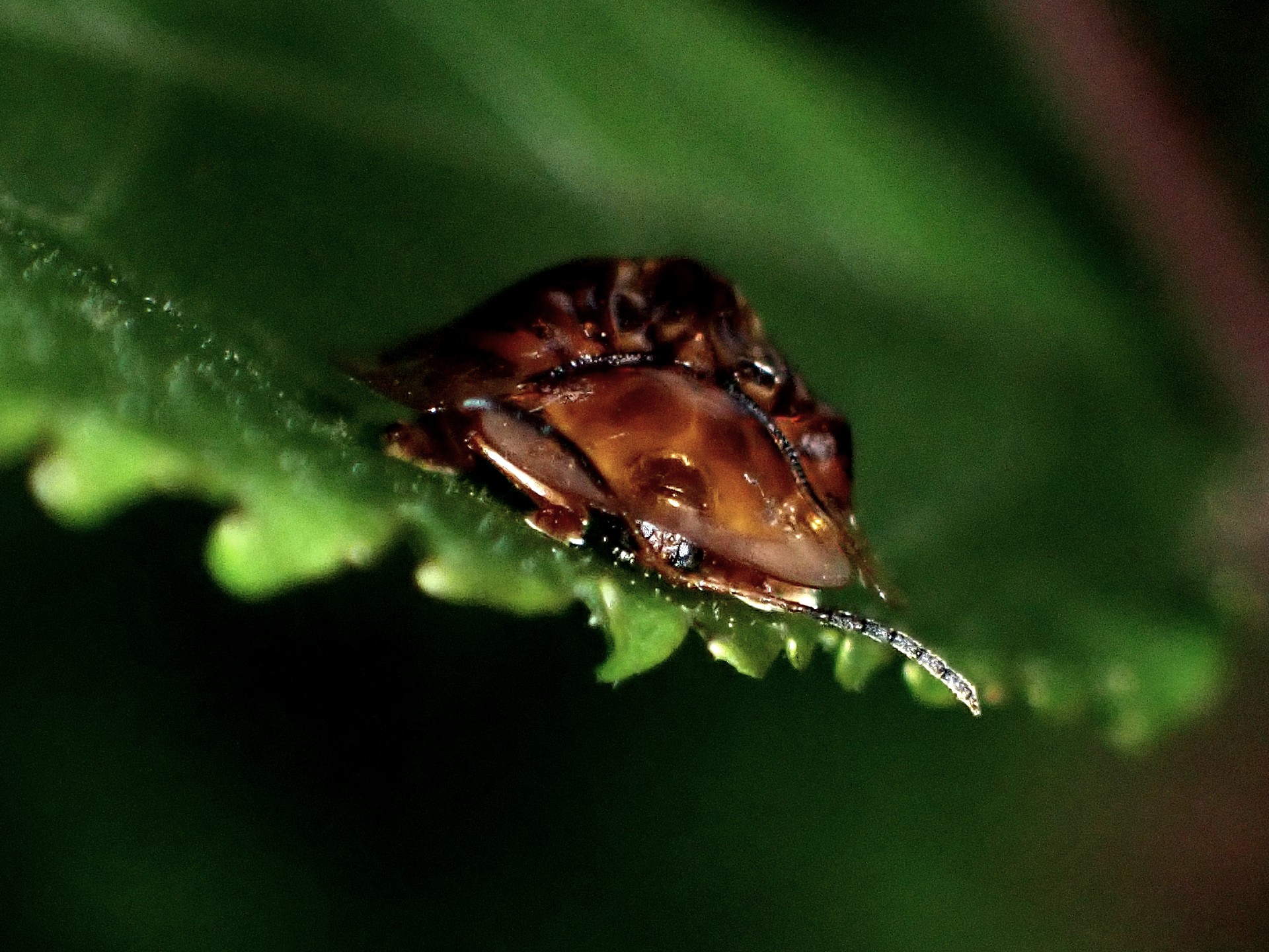 イチモンジカメノコハムシ の写真です。横浜市で、2025年5月11日に撮影したものです。