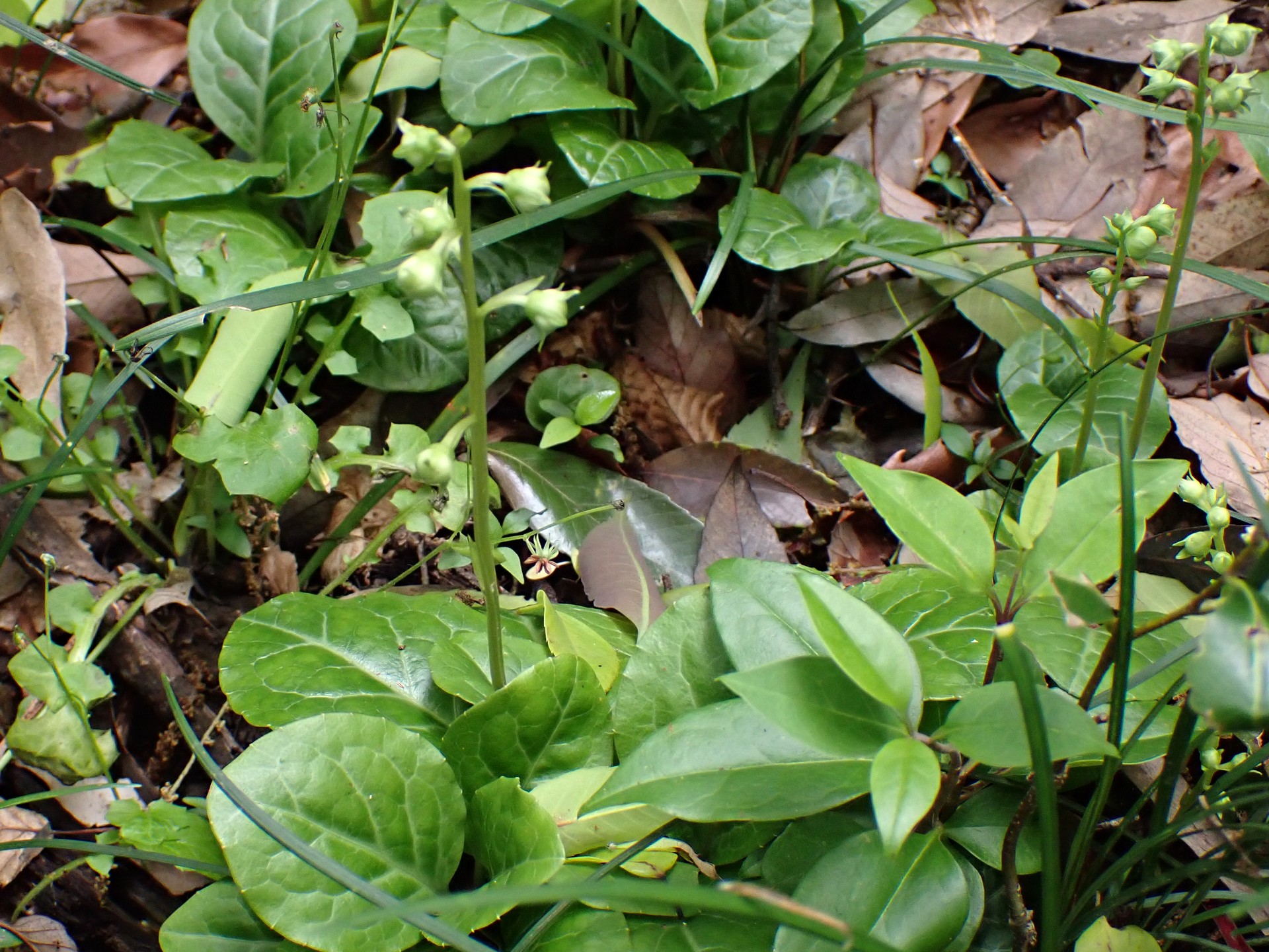 イチヤクソウ の写真です。横浜市で、2025年5月11日に撮影したものです。