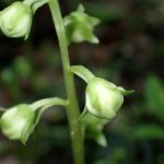 イチヤクソウ の高画質写真です。横浜市で、2025年5月14日に撮影したものです。