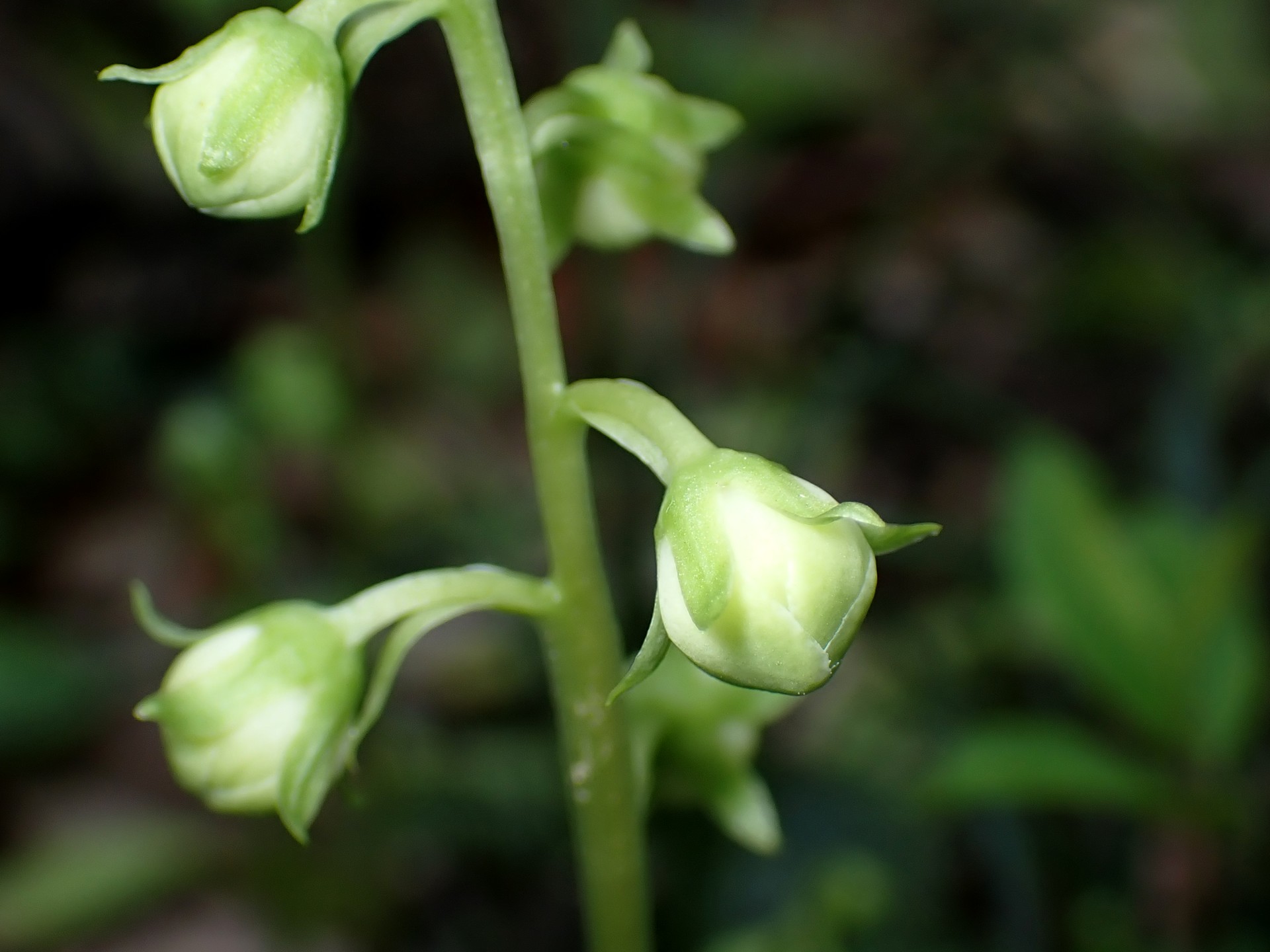 イチヤクソウ の高画質写真です。横浜市で、2025年5月14日に撮影したものです。