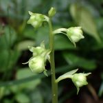 イチヤクソウ の写真です。横浜市で、2025年5月11日に撮影したものです。