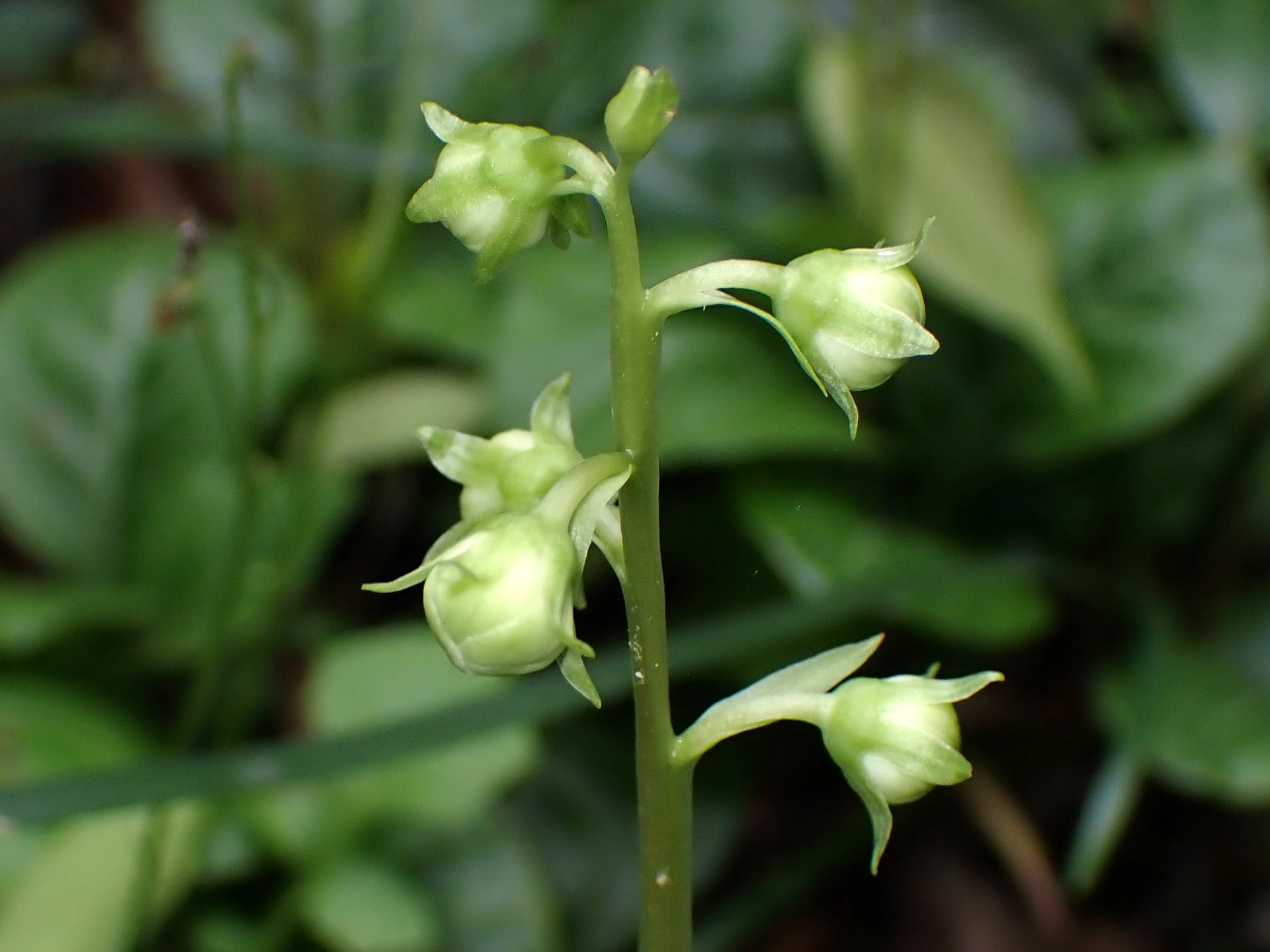 イチヤクソウ の写真です。横浜市で、2025年5月11日に撮影したものです。