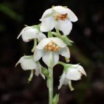 イチヤクソウ の高画質写真です。横浜市で、2025年5月29日に撮影したものです。