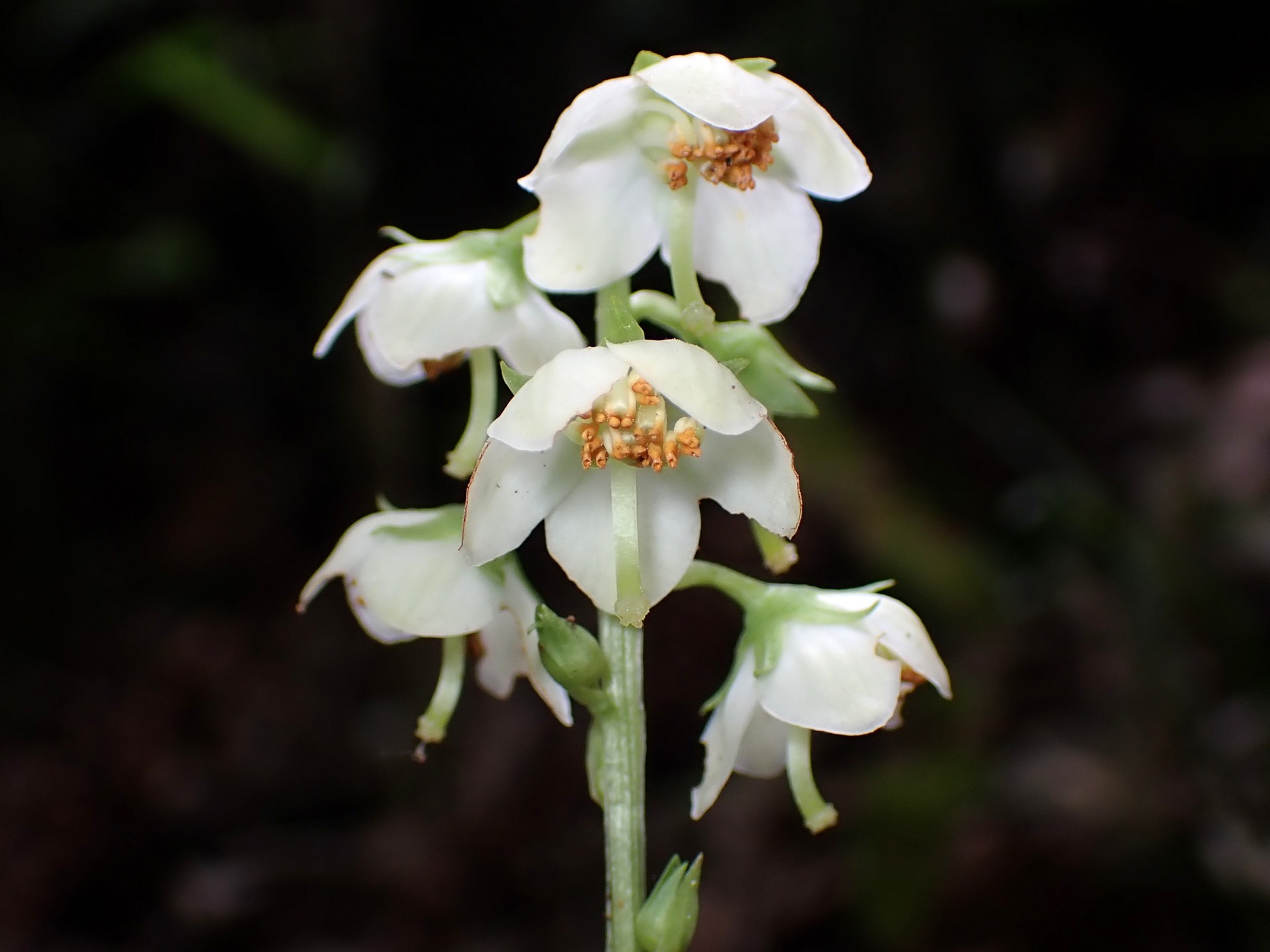 イチヤクソウ の高画質写真です。横浜市で、2025年5月29日に撮影したものです。