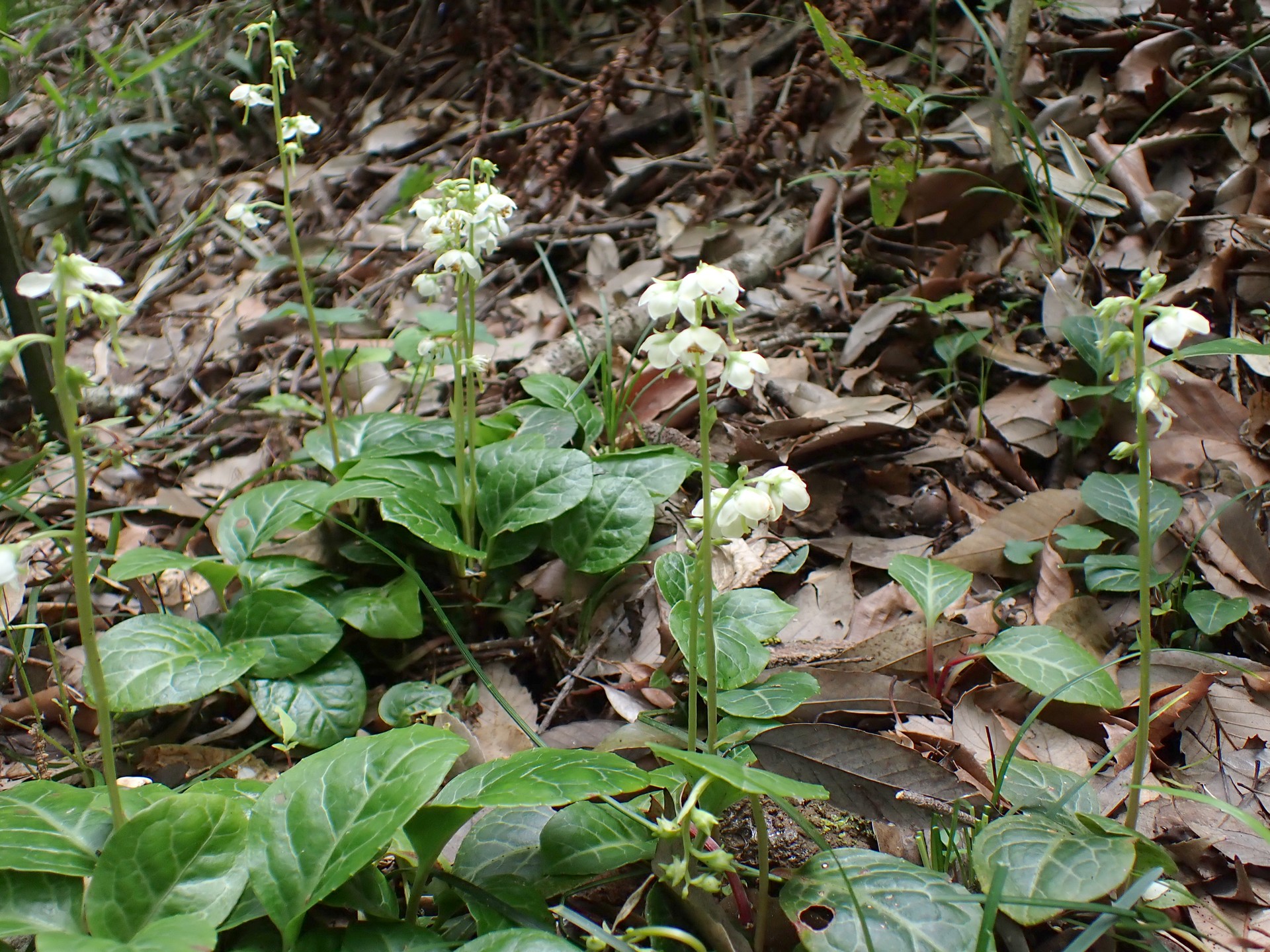 イチヤクソウ の高画質写真です。横浜市で、2025年5月29日に撮影したものです。