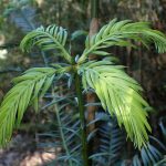 イヌガヤ の高画質写真です。横浜市で、2025年5月3日に撮影したものです。