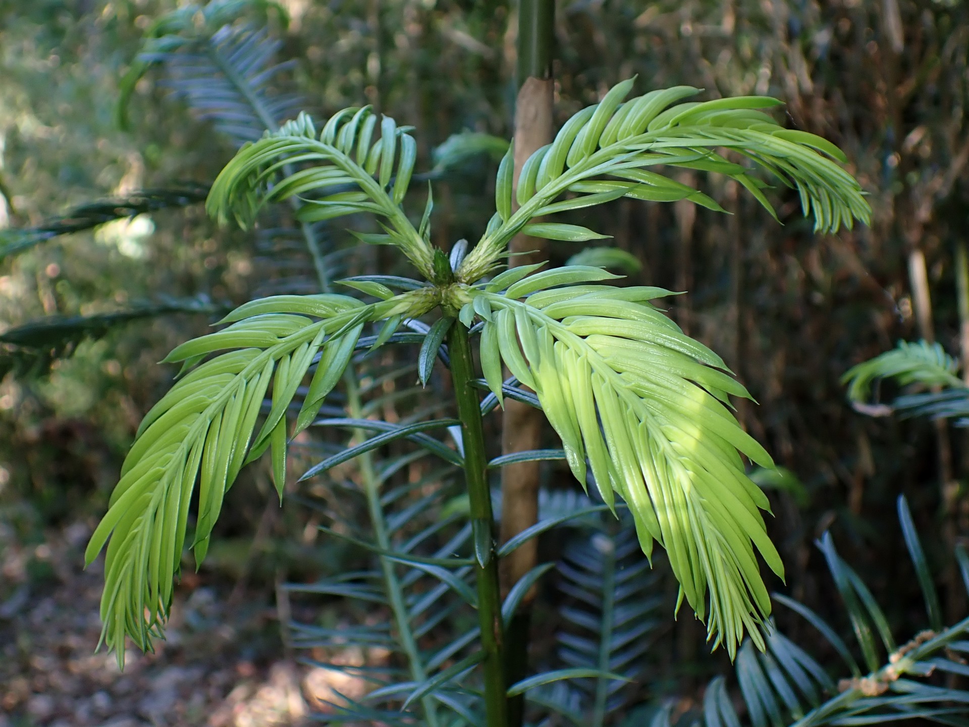 イヌガヤ の高画質写真です。横浜市で、2025年5月3日に撮影したものです。