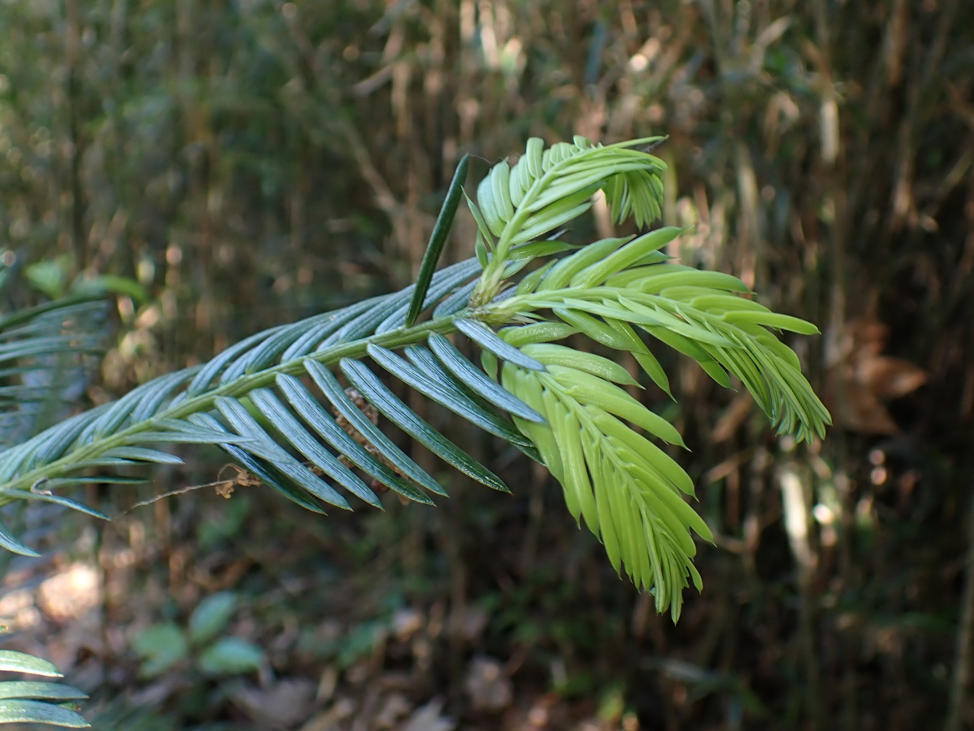 イヌガヤ の高画質写真です。横浜市で、2025年5月3日に撮影したものです。