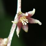 カエデドコロ の高画質写真です。横浜市で、2025年5月7日に撮影したものです。