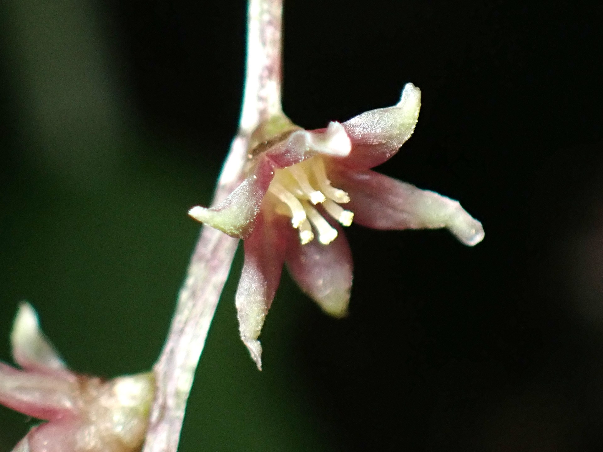 カエデドコロ の高画質写真です。横浜市で、2025年5月7日に撮影したものです。