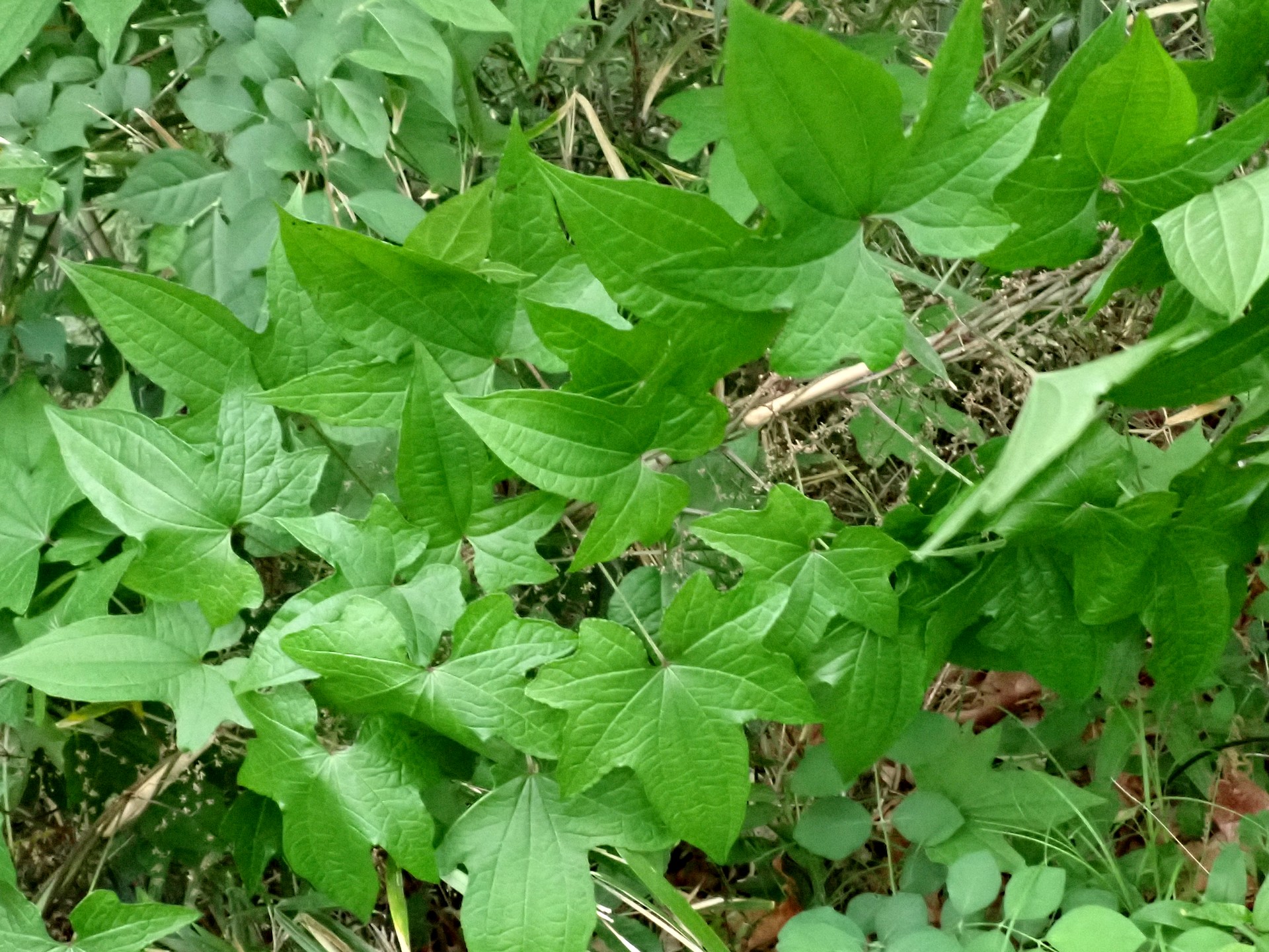 カエデドコロ の高画質写真です。横浜市で、2025年5月7日に撮影したものです。