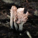 コブリマメザヤタケ の高画質写真です。横浜市で、2025年5月9日に撮影したものです。