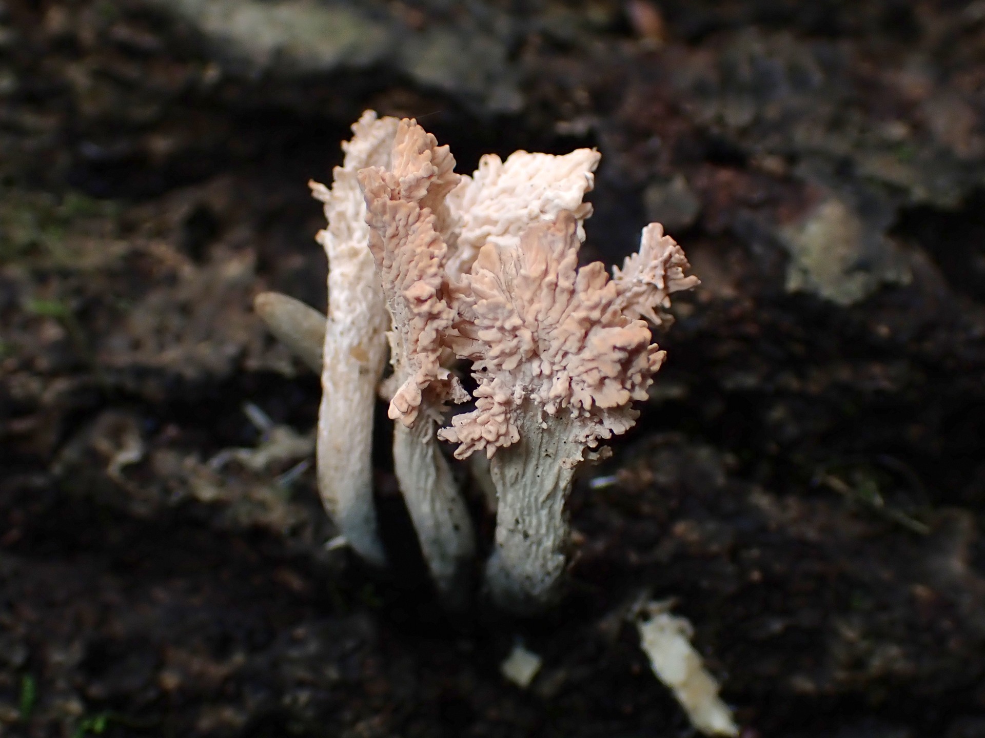 コブリマメザヤタケ の高画質写真です。横浜市で、2025年5月9日に撮影したものです。