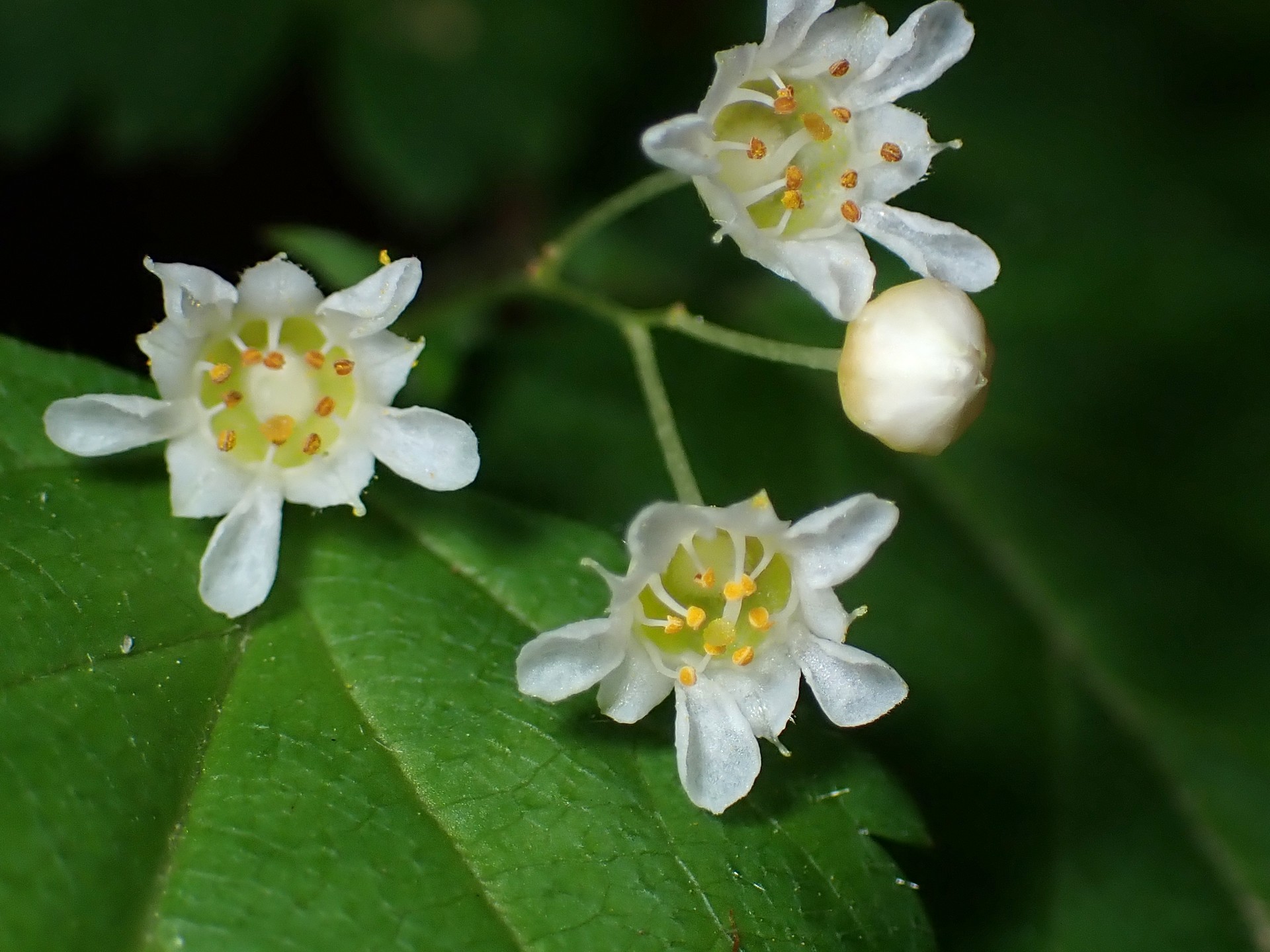 コゴメウツギ の高画質写真です。横浜市で、2025年5月1日に撮影したものです。