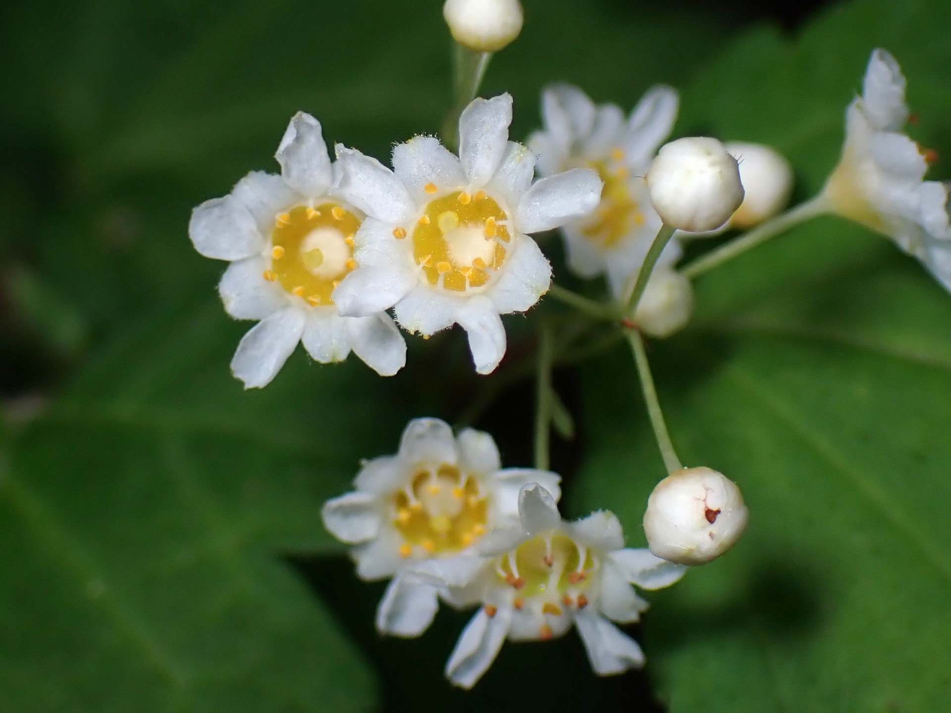 コゴメウツギ の高画質写真です。横浜市で、2025年5月1日に撮影したものです。