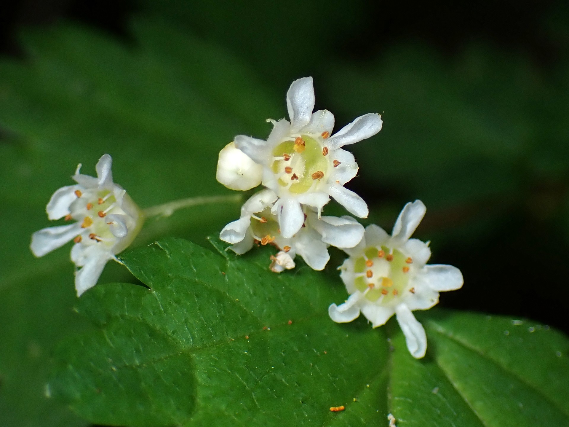 コゴメウツギ の高画質写真です。横浜市で、2025年5月1日に撮影したものです。