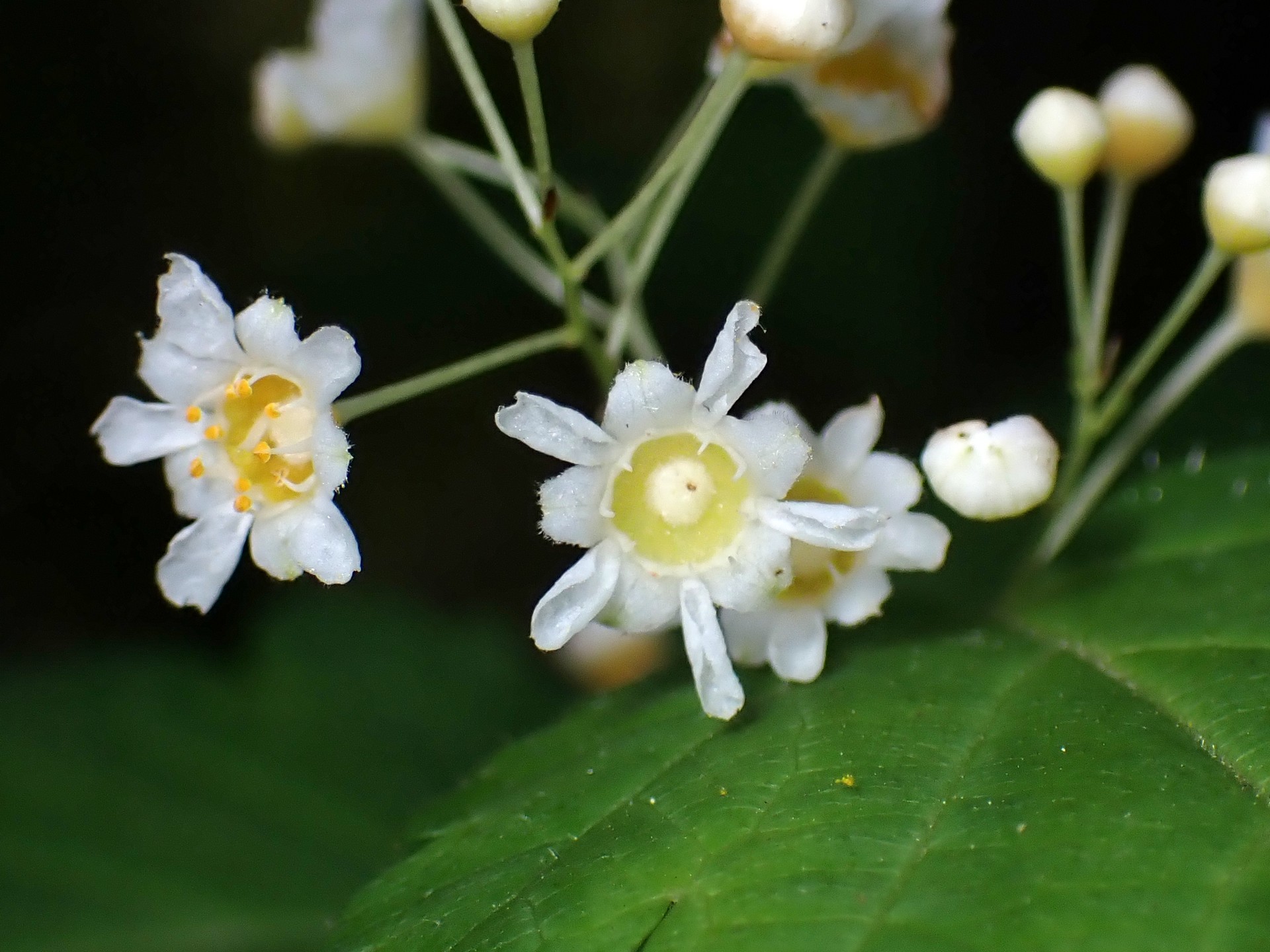 コゴメウツギ の高画質写真です。横浜市で、2025年5月1日に撮影したものです。