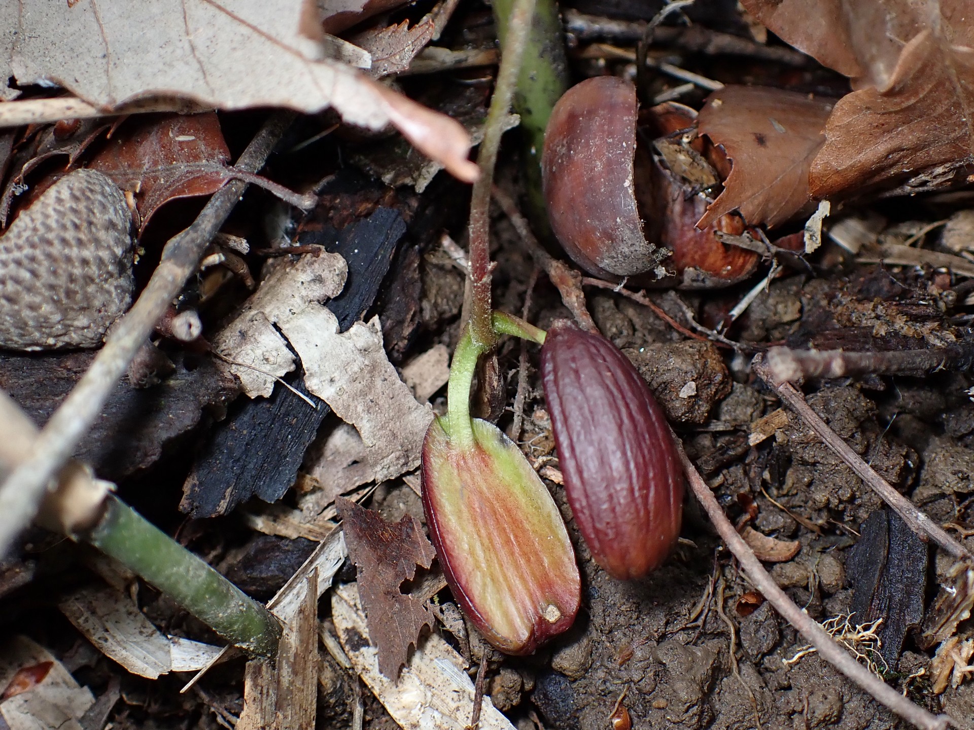 コナラ の高画質写真です。横浜市で、2025年5月7日に撮影したものです。