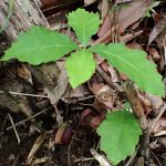 コナラ の高画質写真です。横浜市で、2025年5月7日に撮影したものです。