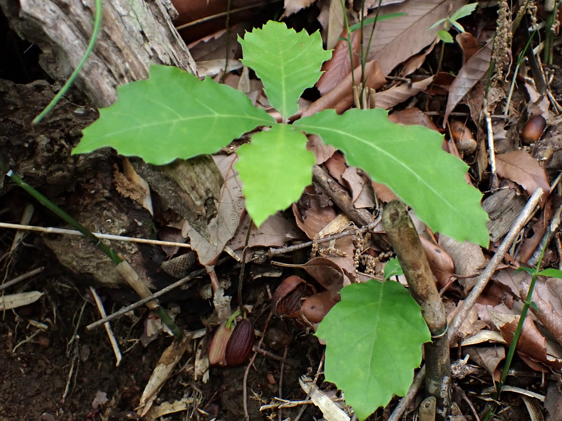 コナラ の高画質写真です。横浜市で、2025年5月7日に撮影したものです。