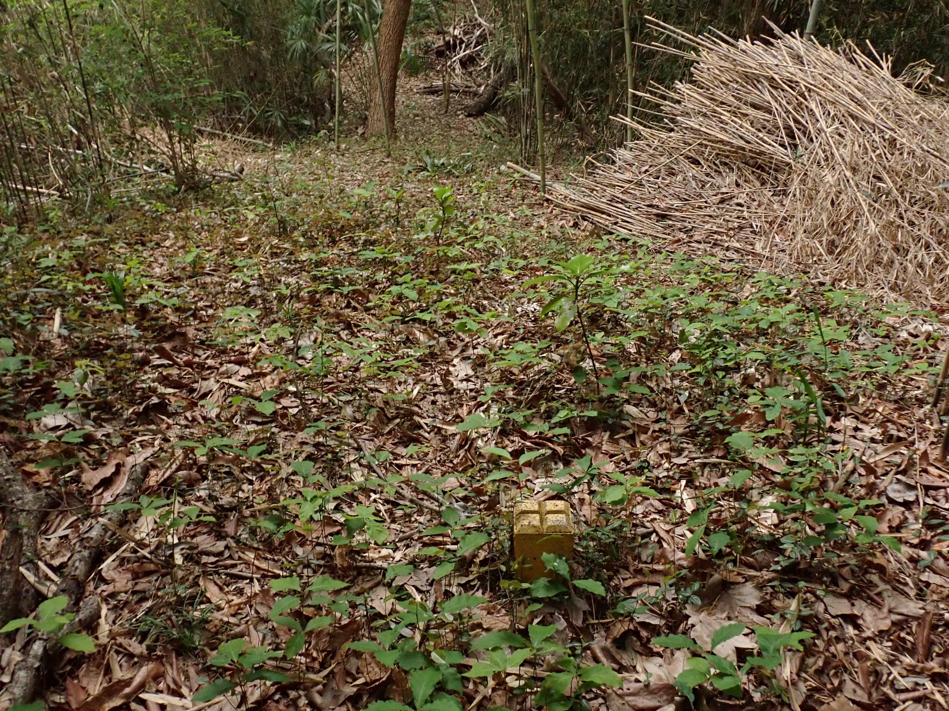 コナラ の高画質写真です。横浜市で、2025年5月7日に撮影したものです。