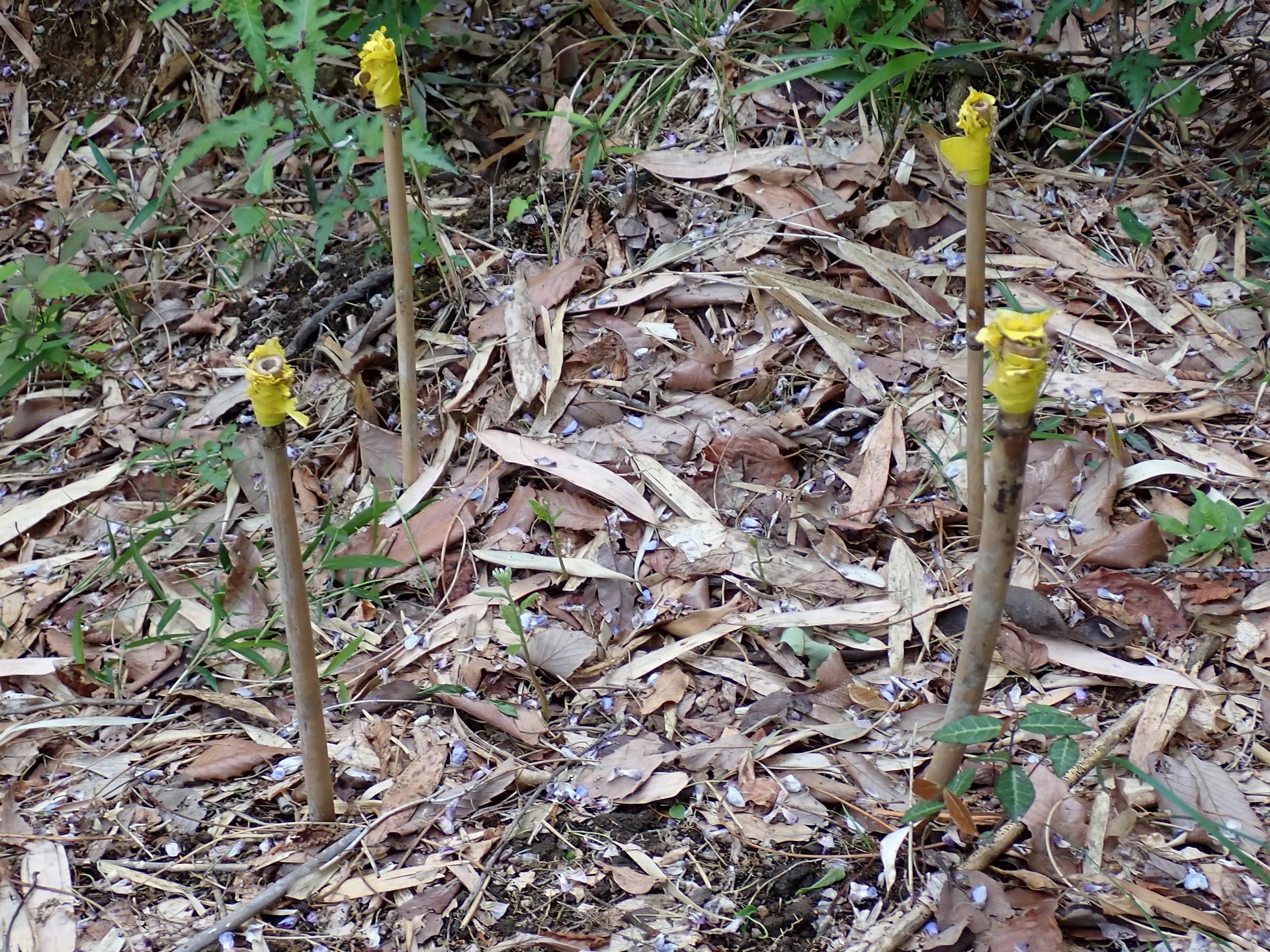 クヌギ の高画質写真です。横浜市で、2025年5月3日に撮影したものです。