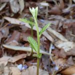 クヌギ の高画質写真です。横浜市で、2025年5月3日に撮影したものです。