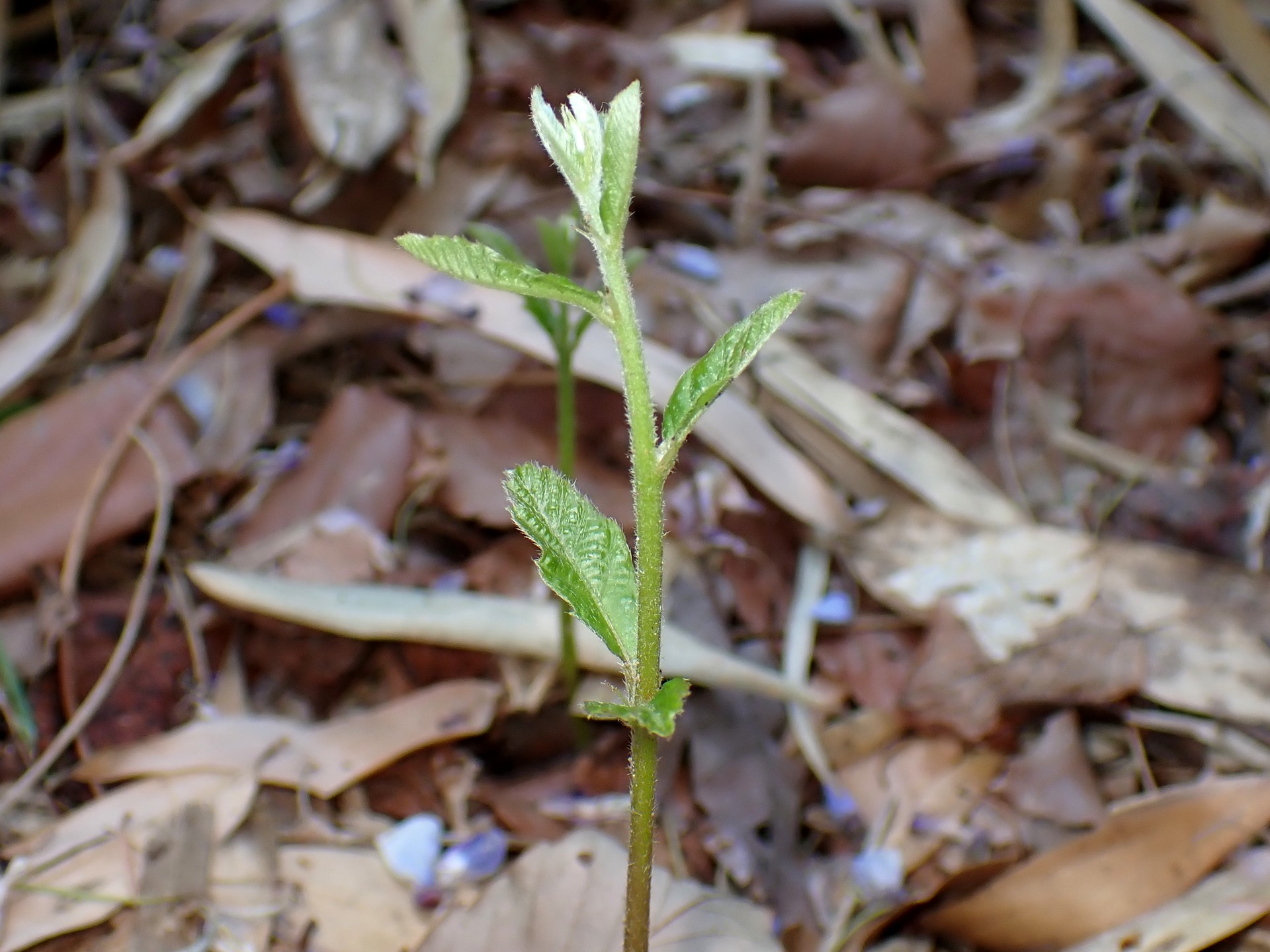 クヌギ の高画質写真です。横浜市で、2025年5月3日に撮影したものです。