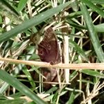 クロヒカゲ の写真です。横浜市で、2025年5月5日に撮影したものです。