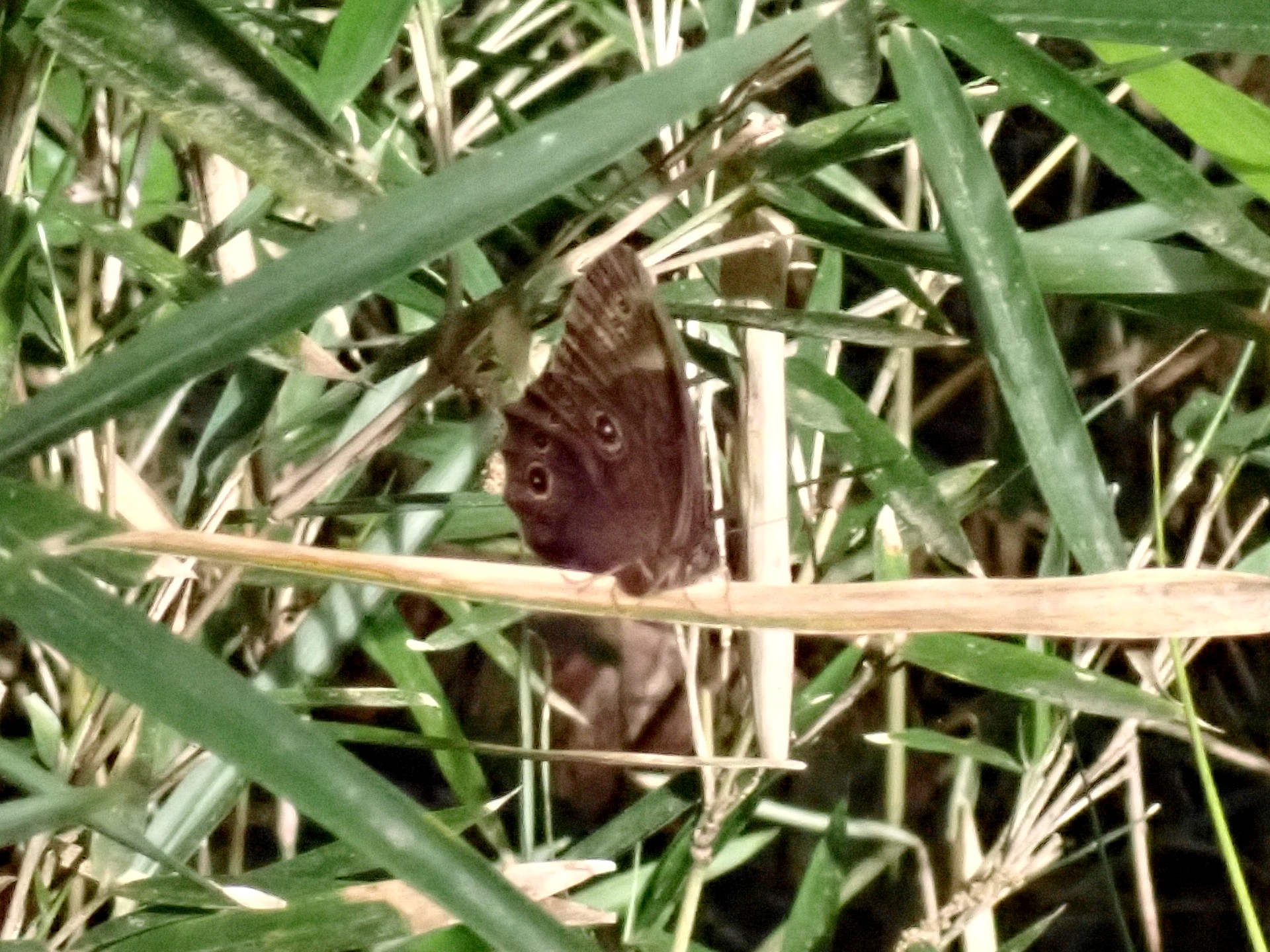 クロヒカゲ の写真です。横浜市で、2025年5月5日に撮影したものです。