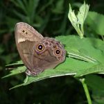 クロヒカゲ の写真です。横浜市で、2025年5月9日に撮影したものです。