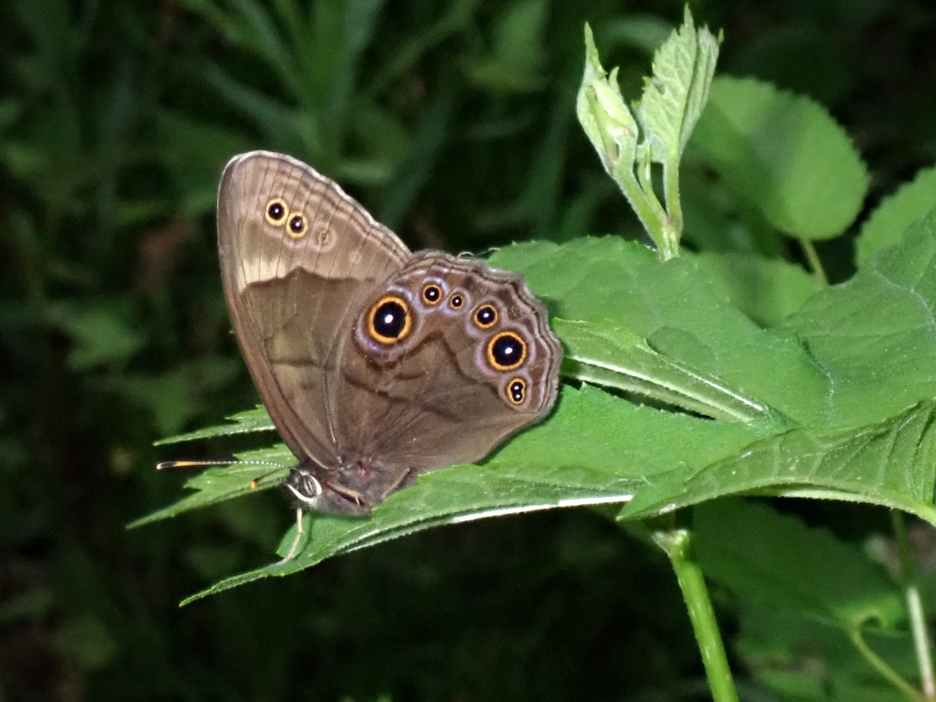クロヒカゲ の写真です。横浜市で、2025年5月9日に撮影したものです。