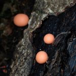 マメホコリ の写真です。横浜市で、2025年5月9日に撮影したものです。