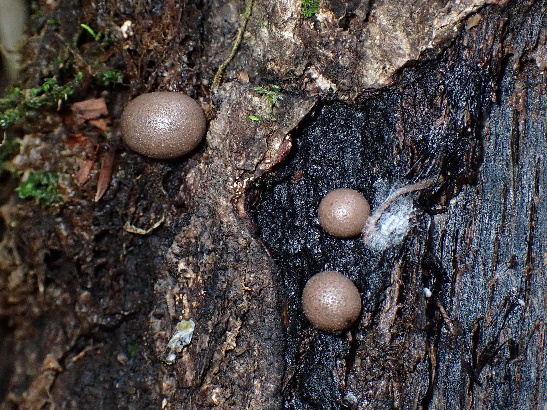 マメホコリ の写真です。横浜市で、2025年5月11日に撮影したものです。