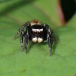 マミジロハエトリ の高画質写真です。横浜市で、2025年5月12日に撮影したものです。