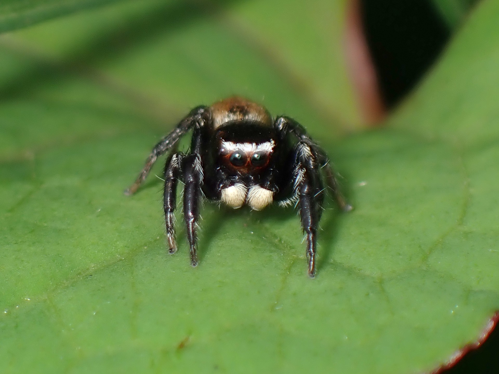 マミジロハエトリ の高画質写真です。横浜市で、2025年5月12日に撮影したものです。