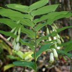 ミヤマナルコユリ の高画質写真です。横浜市で、2025年5月3日に撮影したものです。