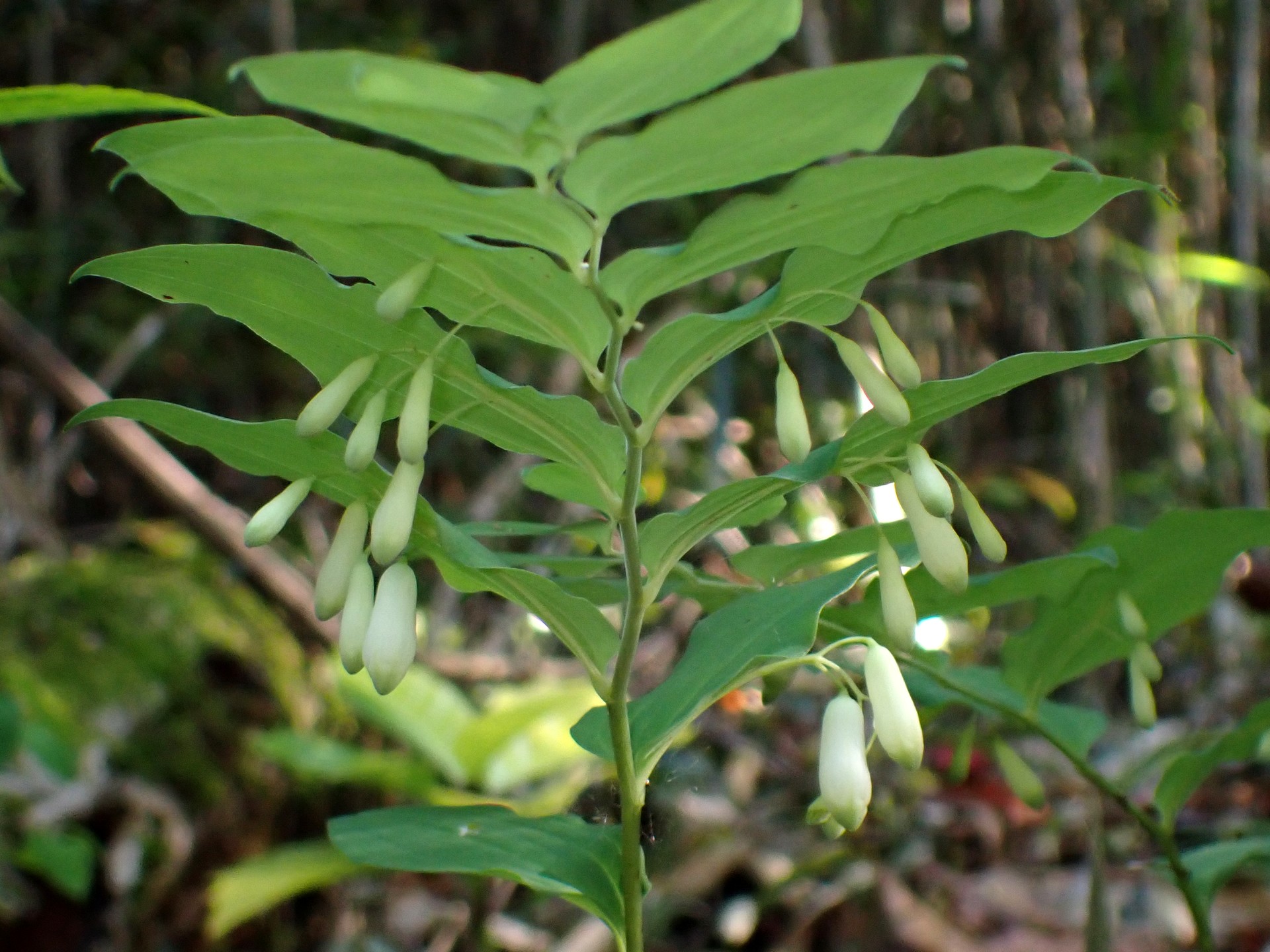 ミヤマナルコユリ の高画質写真です。横浜市で、2025年5月3日に撮影したものです。