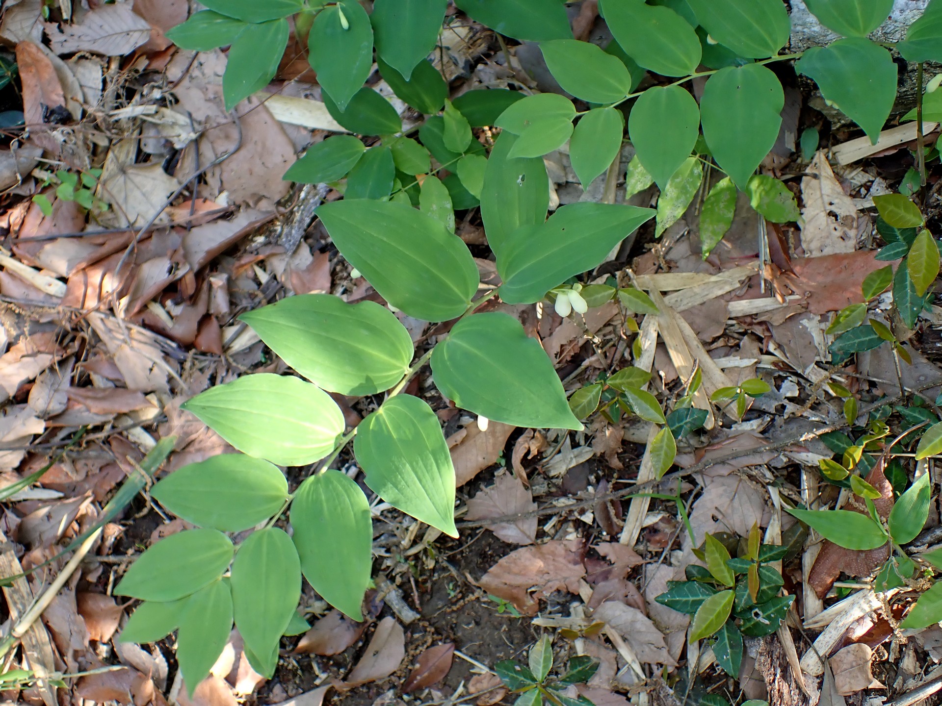 ミヤマナルコユリ の高画質写真です。横浜市で、2025年5月3日に撮影したものです。