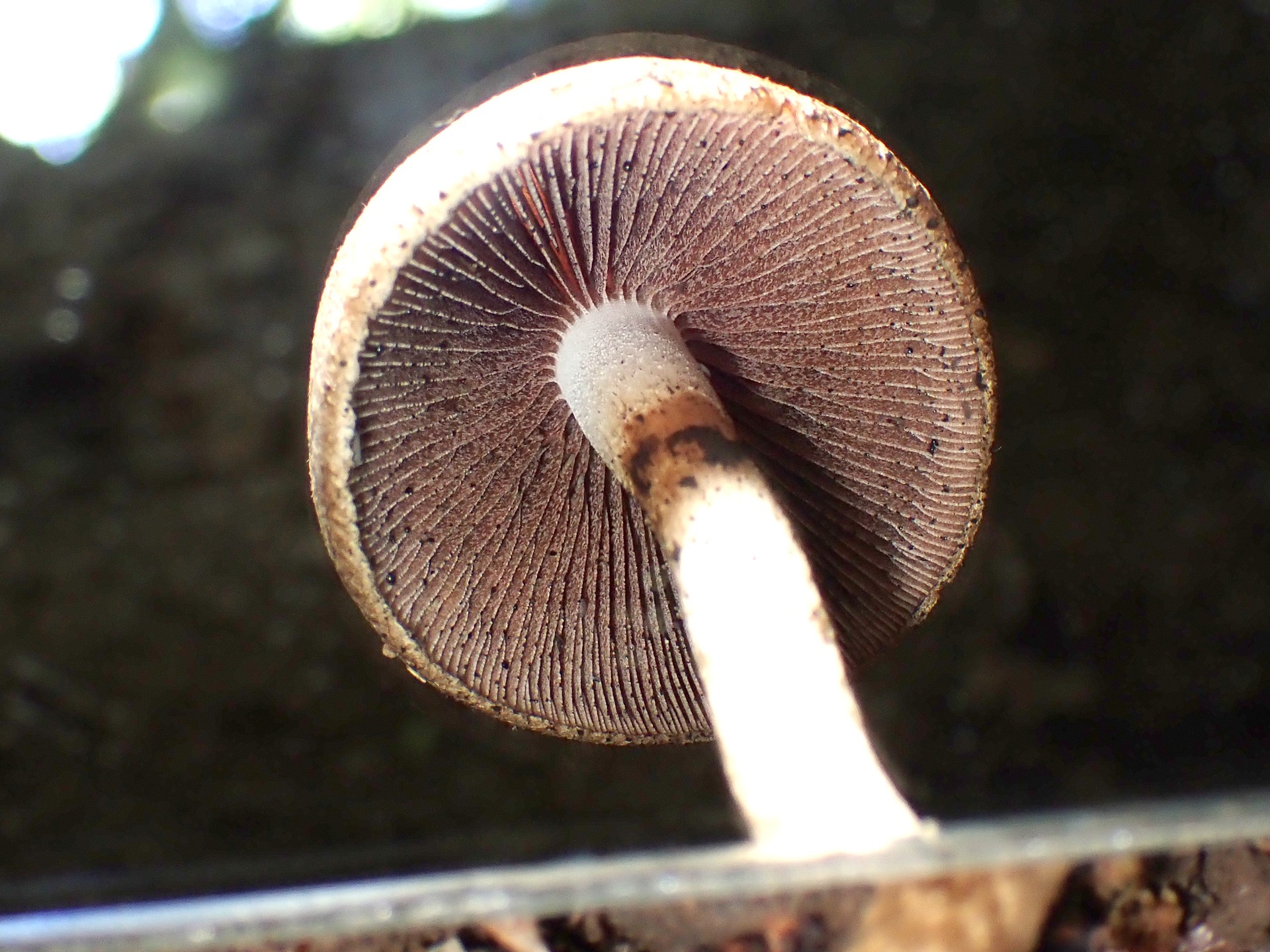 ムジナタケ の高画質写真です。横浜市で、2025年5月7日に撮影したものです。