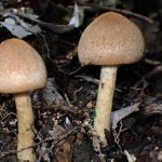 ムジナタケ の高画質写真です。横浜市で、2025年5月7日に撮影したものです。