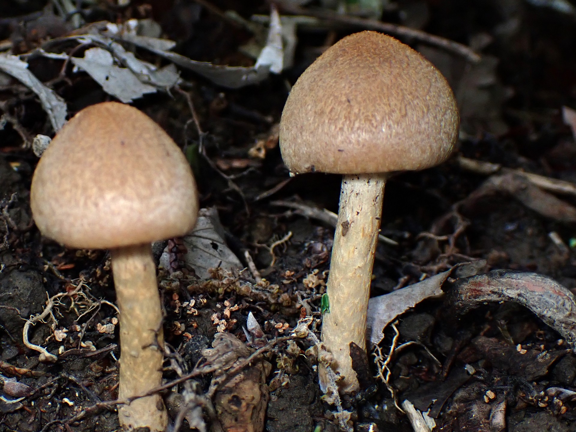 ムジナタケ の高画質写真です。横浜市で、2025年5月7日に撮影したものです。