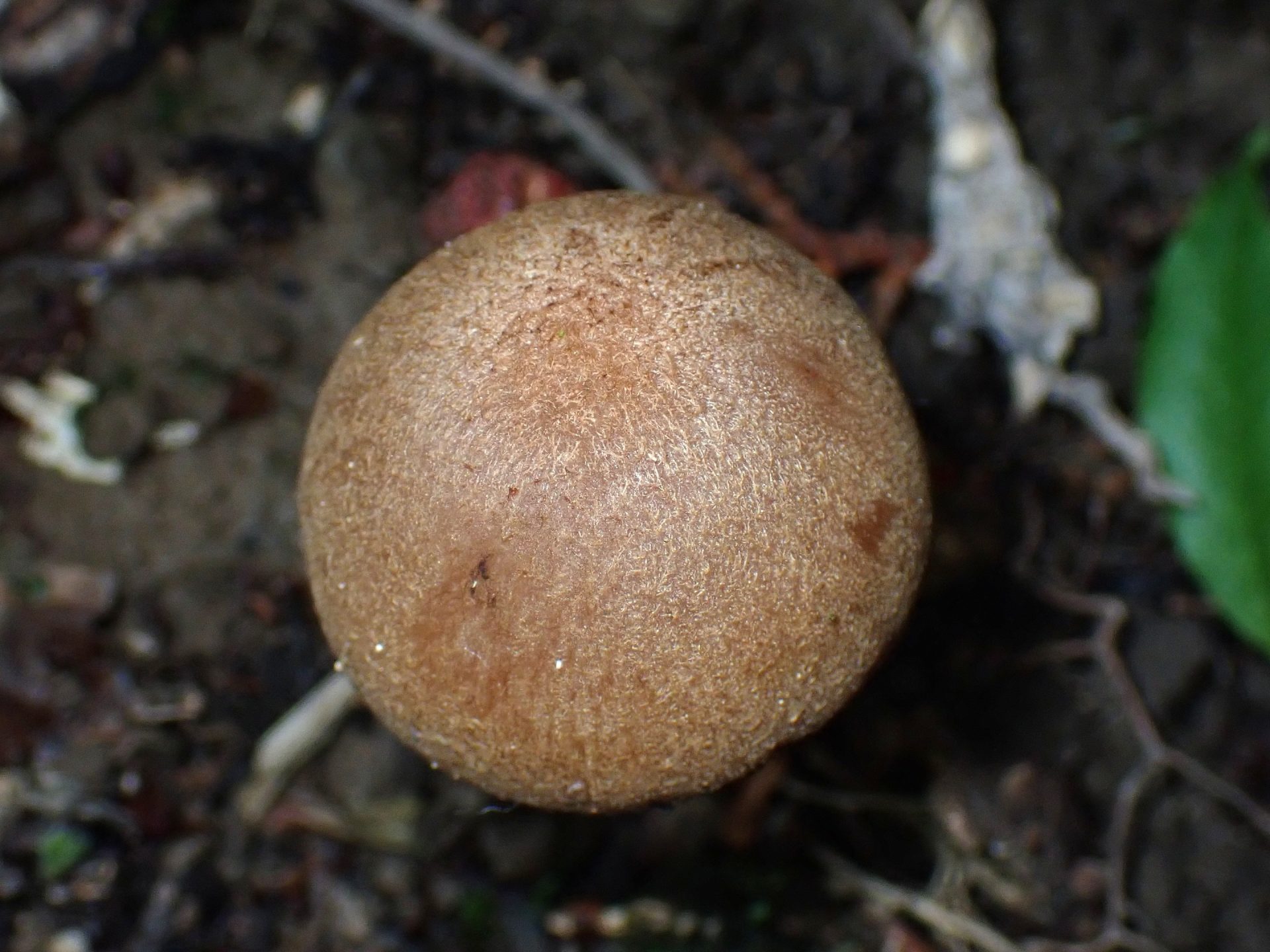 ムジナタケ の高画質写真です。横浜市で、2025年5月7日に撮影したものです。