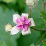 ナワシロイチゴ の高画質写真です。横浜市で、2025年5月5日に撮影したものです。